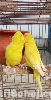 1 জোড়া রানিং লুটিনো মাস্টার পেয়ার